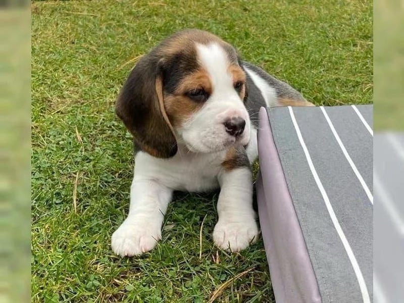 Beagle welpen
