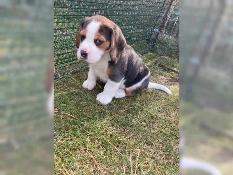 Beagle welpen