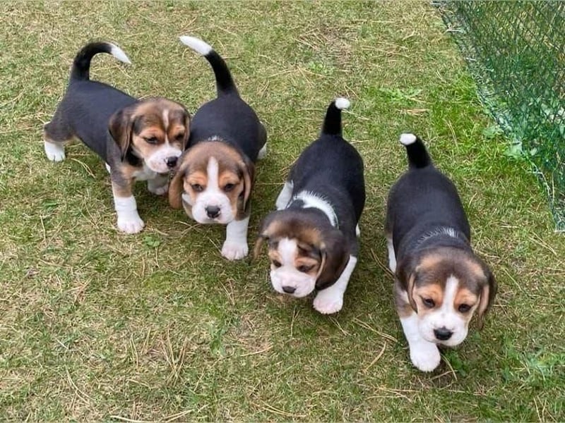 Beagle welpen