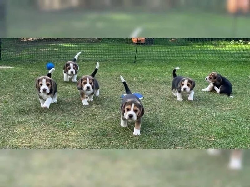 Beagle welpen