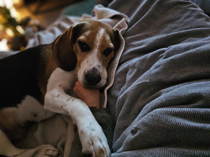 Karamell: wo soll ich denn hin? Notfall!