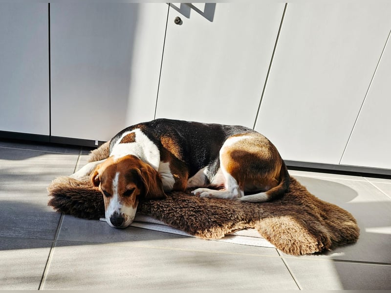 Karamell: wo soll ich denn hin? Notfall!