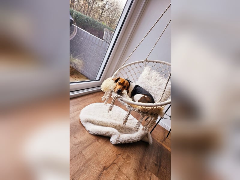 Beagle Wurfankündigung!