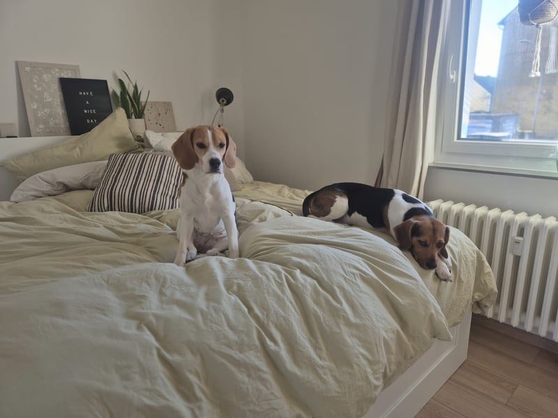 Beagle Wurfankündigung!