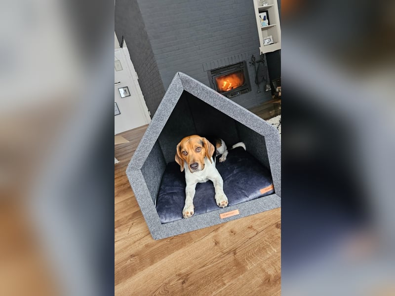 Beagle Wurfankündigung!