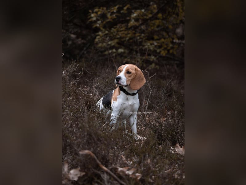 Beagle Wurfankündigung!