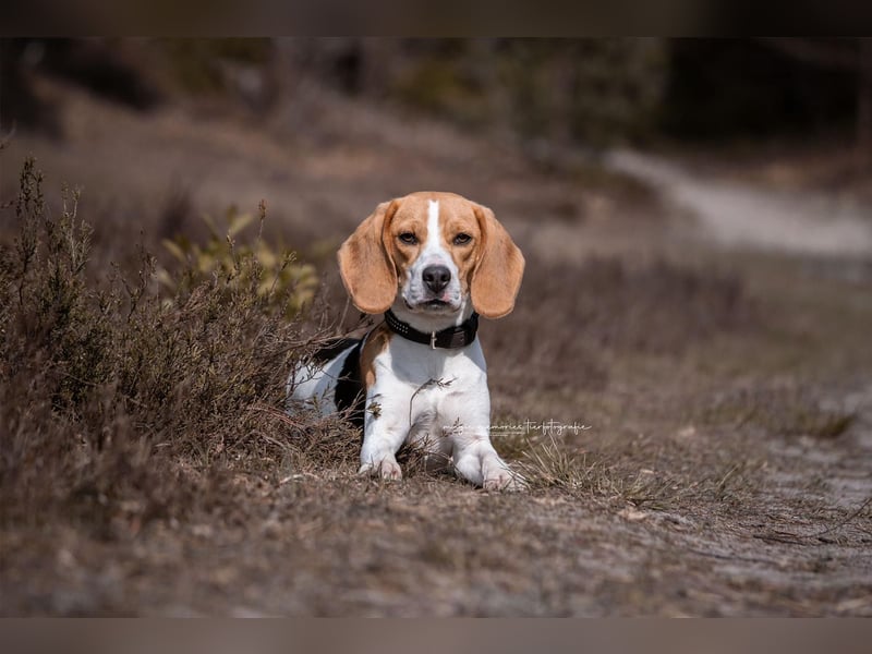 Beagle Wurfankündigung!