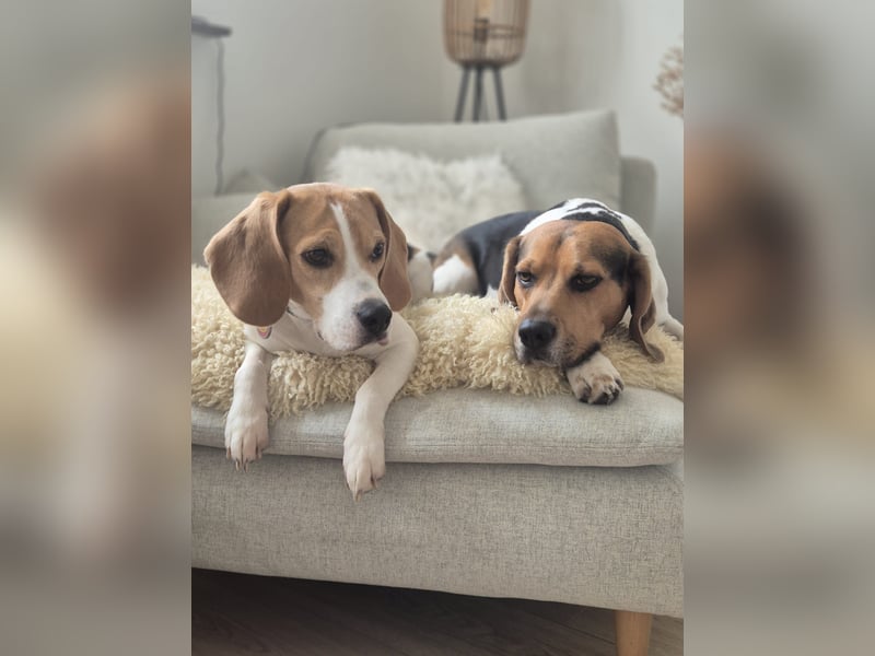 Beagle Wurfankündigung!