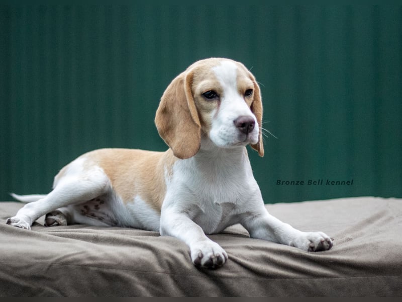 Beagle-Welpen
