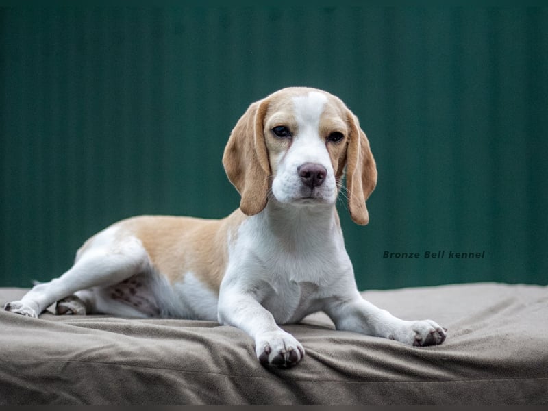 Beagle-Welpen