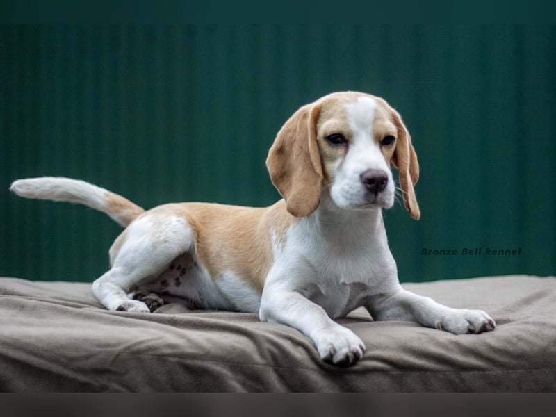 Beagle-Welpen
