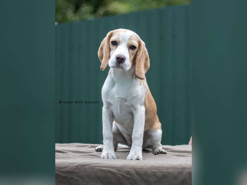 Beagle-Welpen