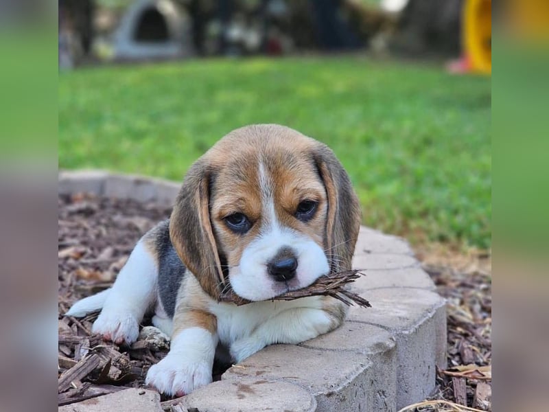 Beagle welpen