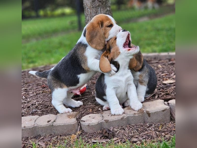 Beagle welpen
