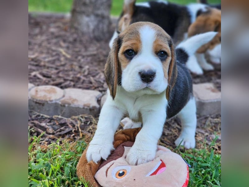 Beagle welpen