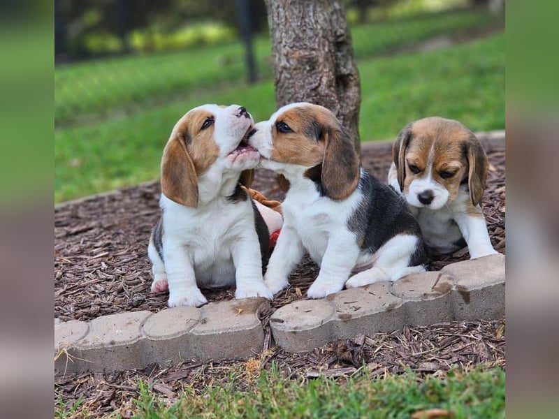 Beagle welpen