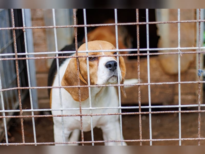 Lina, intelligente Beagle Hündin