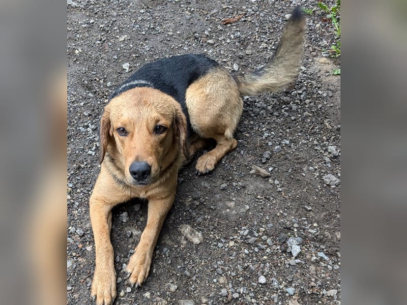 Anhängliche Beagle-Schäferhundmixwelpen suchen ein Super zu Hause