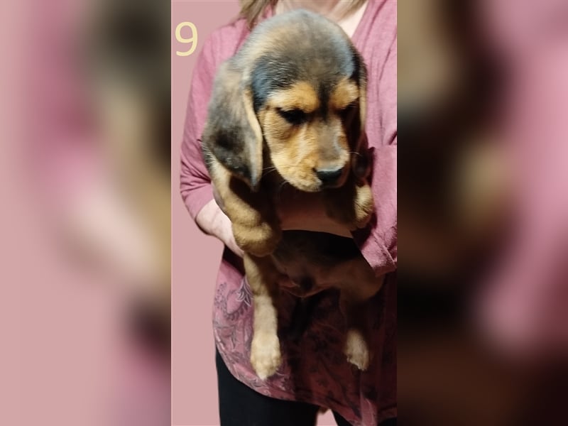 Anhängliche Beagle-Schäferhundmixwelpen suchen ein Super zu Hause