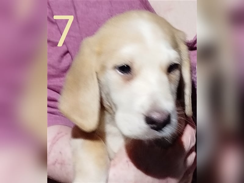 Anhängliche Beagle-Schäferhundmixwelpen suchen ein Super zu Hause