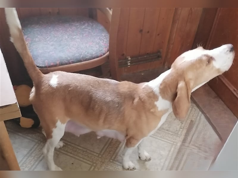 Anhängliche Beagle-Schäferhundmixwelpen suchen ein Super zu Hause