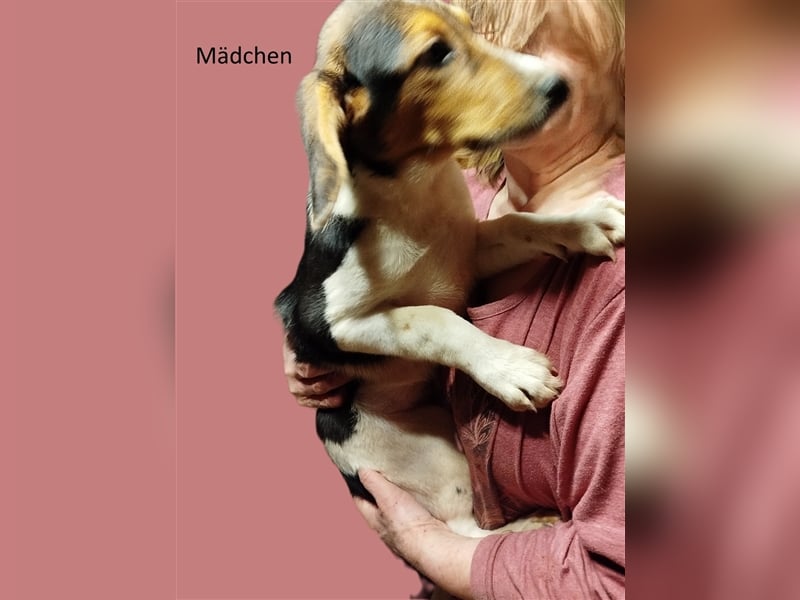 Anhängliche Beagle-Schäferhundmixwelpen suchen ein Super zu Hause