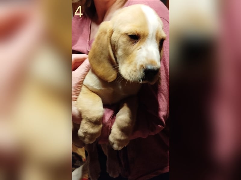 Anhängliche Beagle-Schäferhundmixwelpen suchen ein Super zu Hause