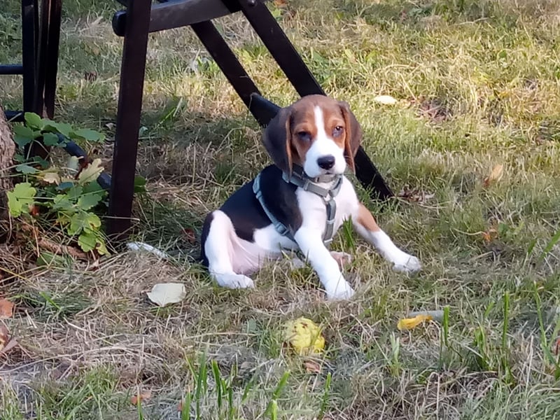 Beagle