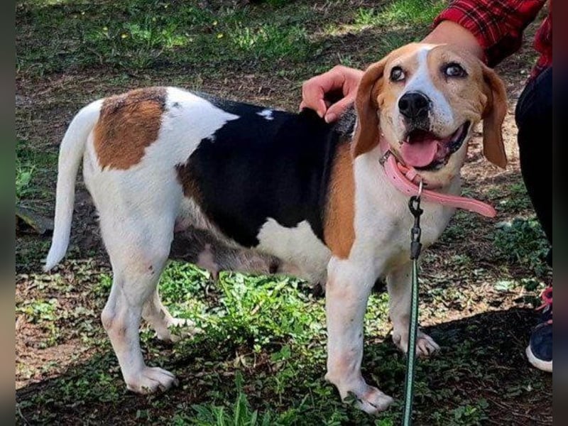 Beagle-Lady ♥Ina♥ offen und treu