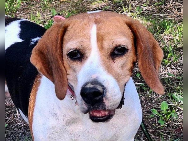 Beagle-Lady ♥Ina♥ offen und treu