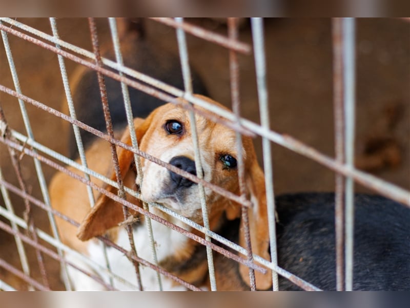 Carry, ältere Beagle Hündin