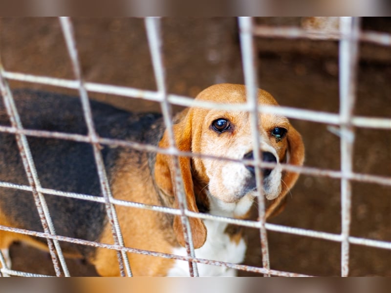 Carry, ältere Beagle Hündin