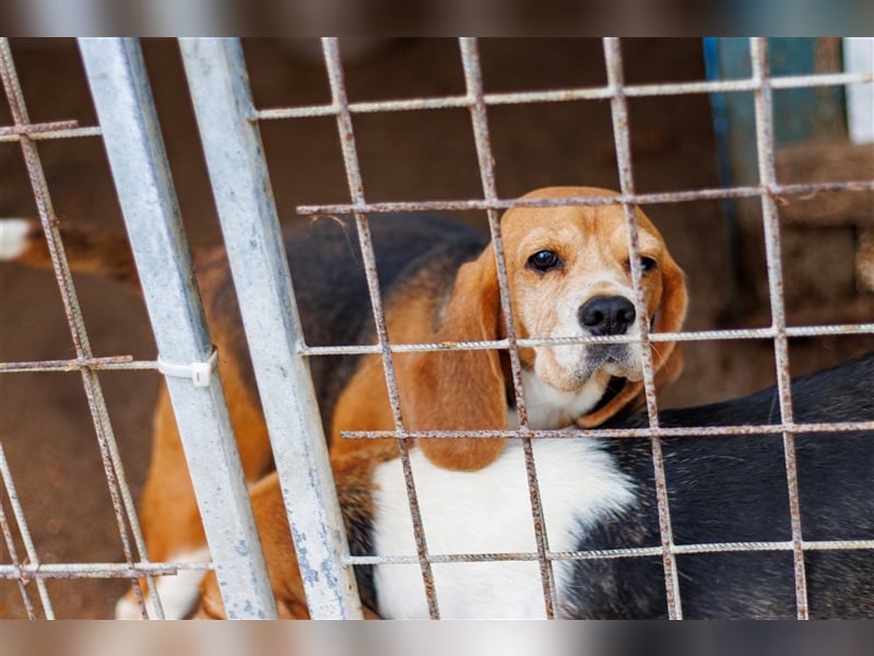 Carry, ältere Beagle Hündin