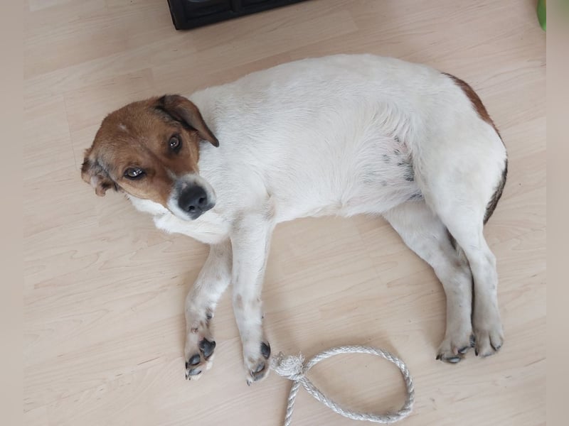 Pippa eine Kinderliebende Hündin