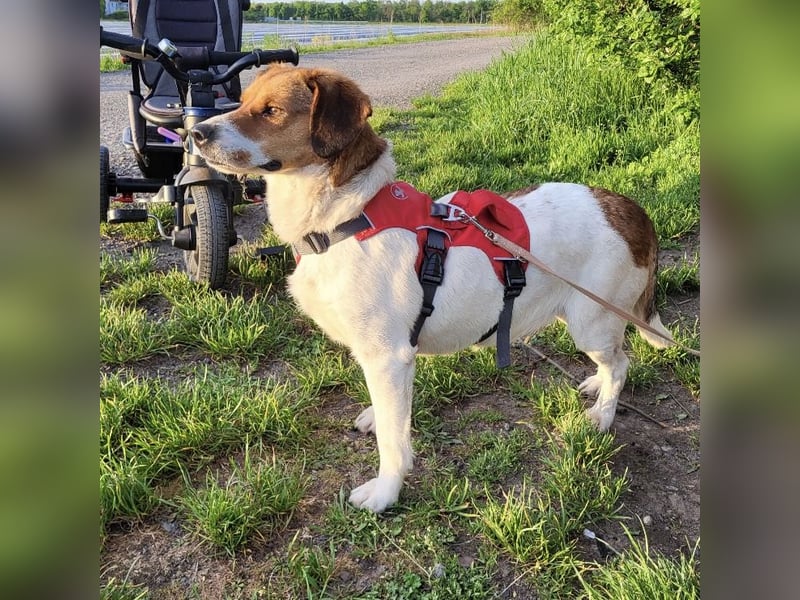 Pippa eine Kinderliebende Hündin