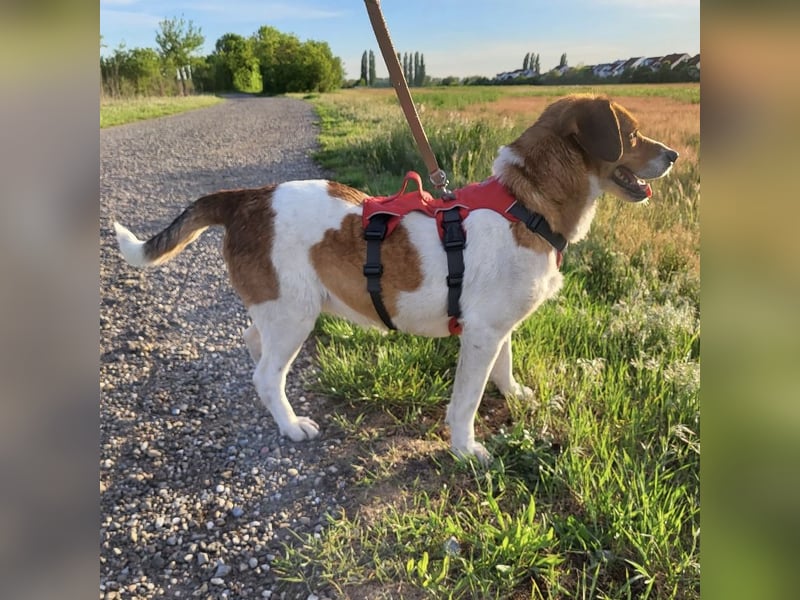 Pippa eine Kinderliebende Hündin
