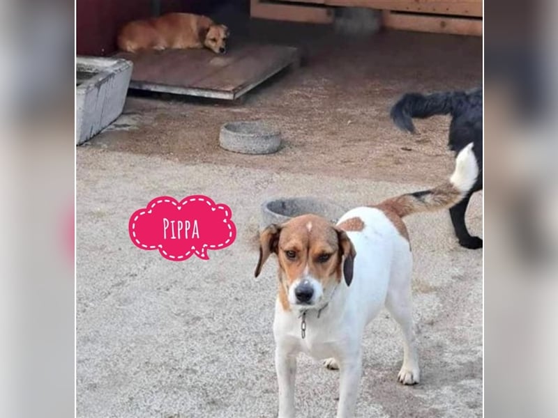 Pippa eine wundervolle Hündin
