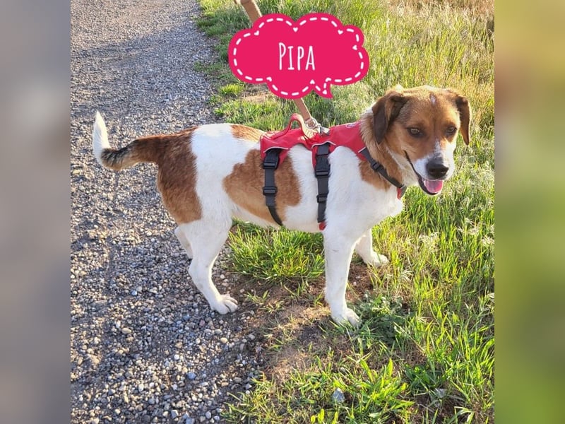 Pippa eine Kinderliebende Hündin