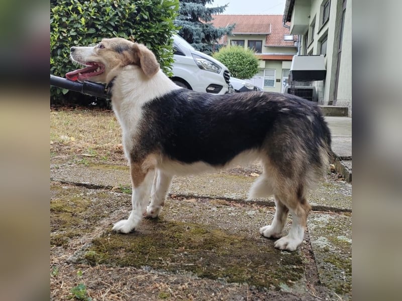 Irena - wird sie je ein Frauchen finden???