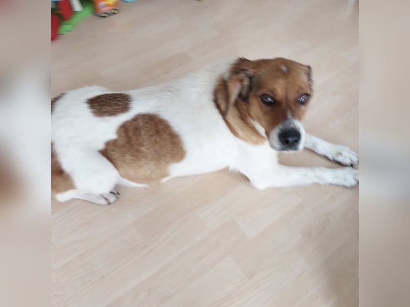 Pippa eine Kinderliebende Hündin