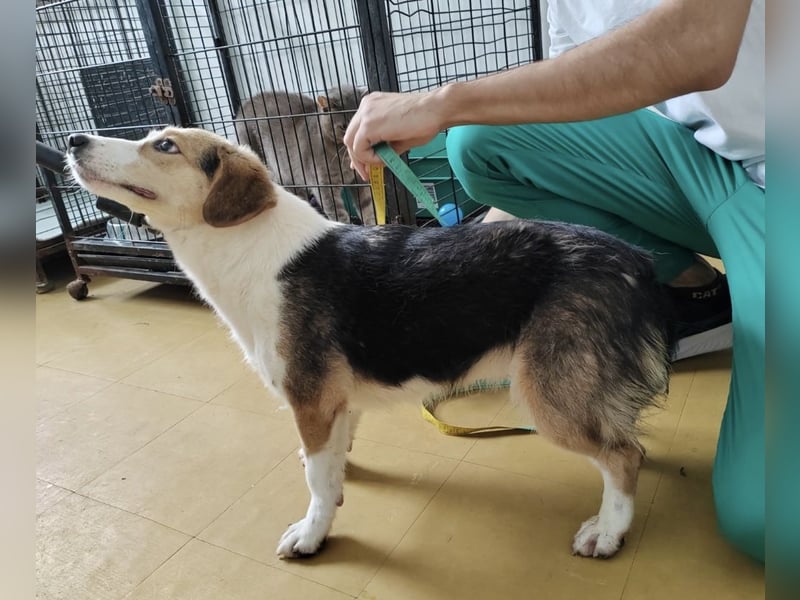 Irena - wird sie je ein Frauchen finden???