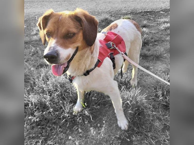 Pippa eine Kinderliebende Hündin