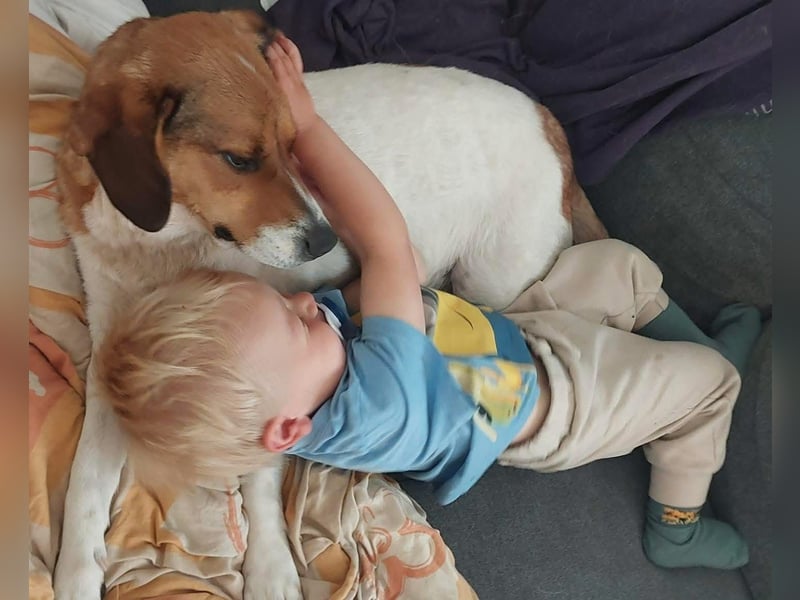 Pippa eine Kinderliebende Hündin