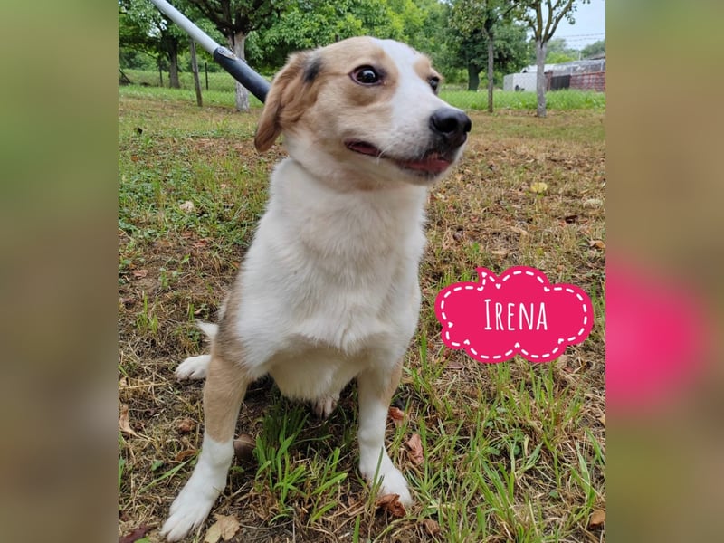 Irena - wird sie je ein Frauchen finden???
