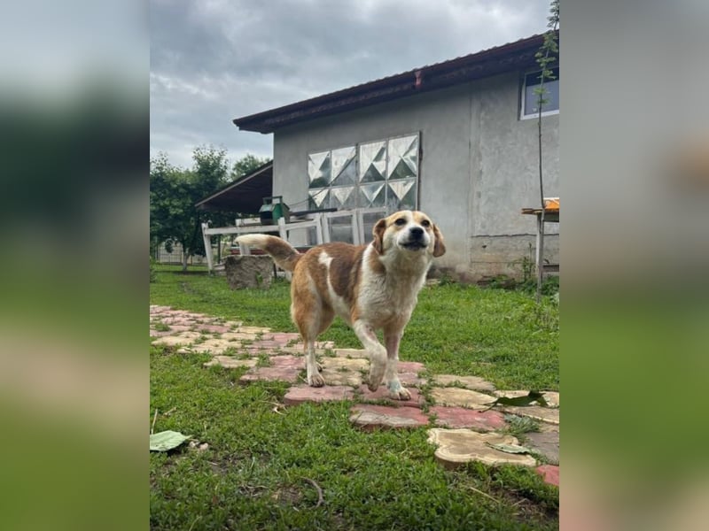 Terra Tierschutzhund sucht ein Zuhause