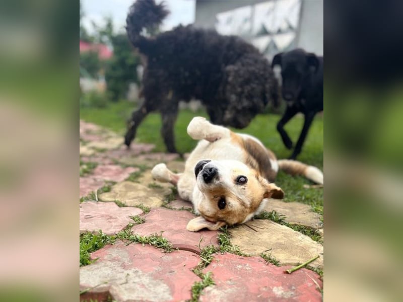 Terra Tierschutzhund sucht ein Zuhause
