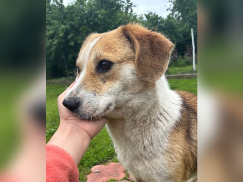 Terra Tierschutzhund sucht ein Zuhause