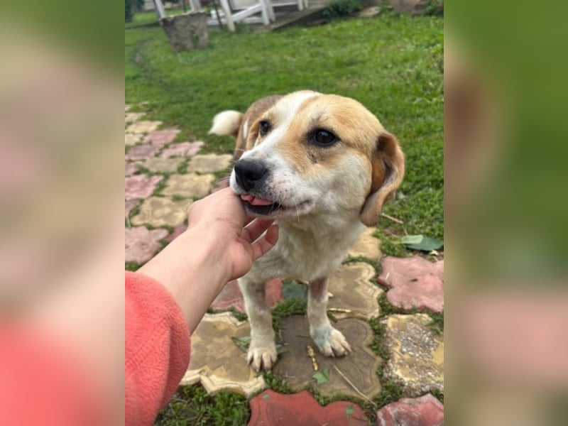 Terra Tierschutzhund sucht ein Zuhause