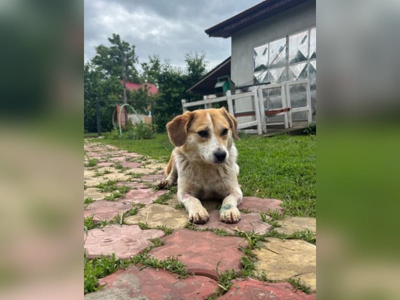 Terra Tierschutzhund sucht ein Zuhause