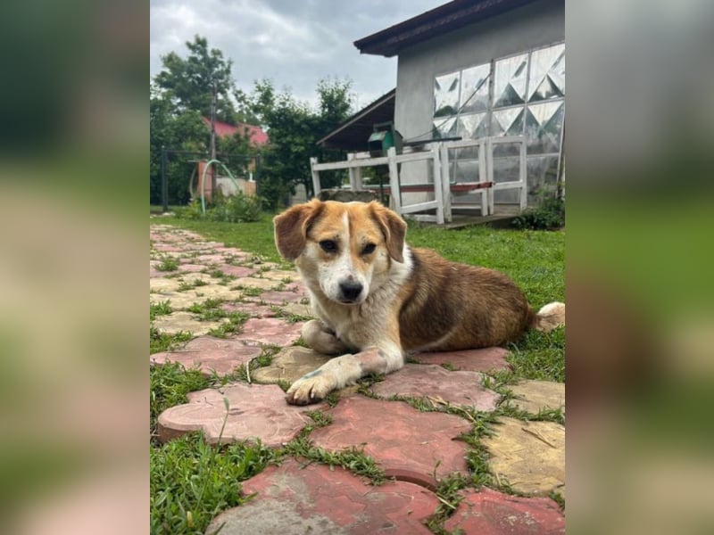 Terra Tierschutzhund sucht ein Zuhause